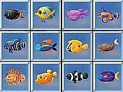 Find The Fish