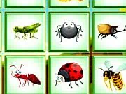 Find The Insect