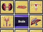 Play Human Organ Scanner